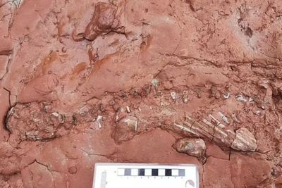 Seorang Guru Temukan Fosil Hewan Misterius di Kanada, Umurnya Lebih Tua dari Dinosaurus!