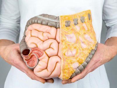 6 Organ Pencernaan Manusia Beserta Fungsi dan Gambarnya
