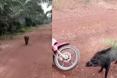 Viral, Detik-Detik Pengendara Motor Diseruduk Babi Hutan, Kualat Merekam Diam-Diam
