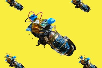 Ilmuan Jepang Ciptakan Kecoak Cyborg yang Bisa Dikendalikan dari Jarak Jauh