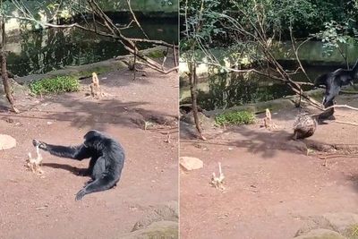 Iseng Colek Landak, Siamang Ini Malah Lari Ketakutan sampai Manjat Pohon, Bikin Ngakak