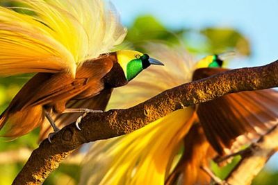 Kenal Lebih Dekat Hutan Grime Nawa, Rumah Bagi Burung Cendrawasih Papua