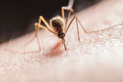 Sebelahan dengan Pasien HIV Bisa Tertular Lewat Gigitan Nyamuk? Ini Kata Dokter