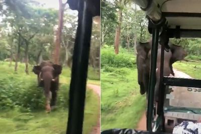 Momen Gajah Kejar Wisatawan Bikin Warganet Panik: Aku Cemas Demi Allah
