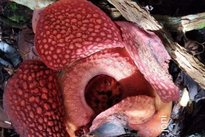 Bunga Bangkai Rafflesia Ardoldii Mekar Sempurna di Halaman Rumah Warga Agam
