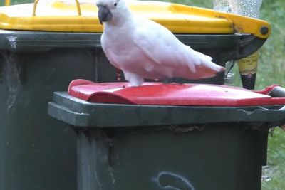 Burung Kakatua Berevolusi, Penduduk Sydney Kewalahan Mengamankan Tong Sampah Mereka