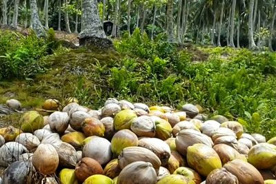Ritual Aneh Petani Inhil Usai Panen, Menceburkan Ribuan Kelapa ke Sungai, Buat Apa?