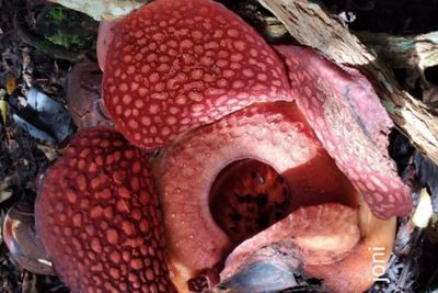 Potret Bunga Rafflesia yang Mekar Sempurna di Halaman Rumah Warga