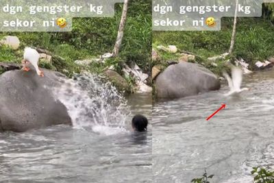 Ngakak! Pria Ini Iseng Gangguin Angsa, Ujung-Ujungnya Panik, Warganet: Sesuai Ekspektasi