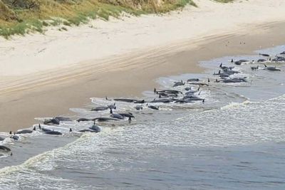 230 Paus Pilot Terdampar di Pantai Barat Tasmania, Penyebabnya Masih Diusut