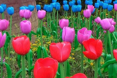 Ternyata Ada Amsterdam di Kota Batu, Dipenuhi Bunga Tulip Mirip Banget dengan Belanda