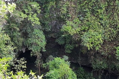 Gua Jomblang, Dulunya Tempat Jasad PKI Dibuang Kini Jadi Lokasi Wisata di Gunungkidul