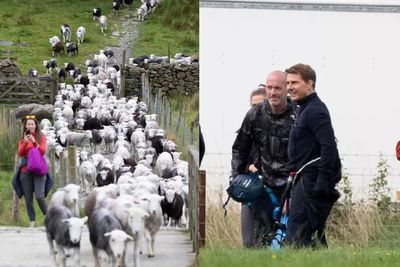 Kru Mission: Impossible 8 Biarkan Ratusan Domba Cari Makan di Lokasi Syuting