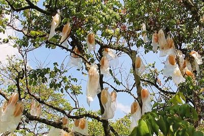Serunya Berwisata Petik Buah Belimbing Sekilo Cuma Rp10 Ribu, di Sini Lokasinya!