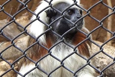 Gemas! Ada Cotton Top Tamarin di Batu Secret Zoo, Monyet Mini Berambut Mohawk