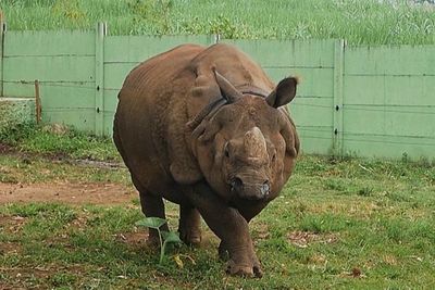 Melihat Badak Langka Dunia di Batu Secret Zoo, Seru Bisa Sambil Menyentuh Langsung