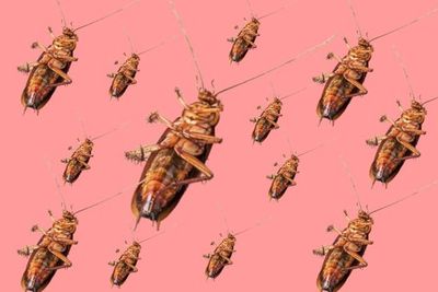 Masih Basmi Kecoa Pakai Insektisida? Sudah Kuno, Gunakan Laser Berteknologi AI Dong!