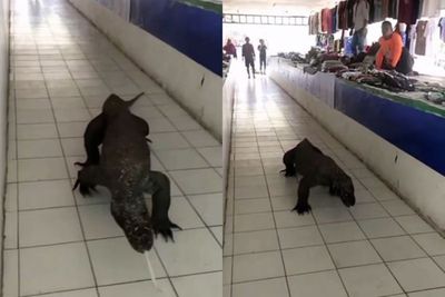 Merinding, Seekor Komodo Masuk ke Pasar di Labuan Bajo, Warga Pada Naik ke Meja Batu