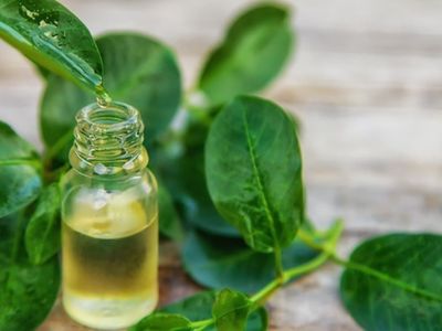 Mantap Banget! Selain Buat Kecantikan, Tea Tree Juga Punya Manfaat untuk Sembuhkan Luka