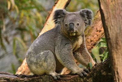 Mencegah Kepunahan Spesies, Australia Menyisihkan 30% Daratannya untuk Konservasi