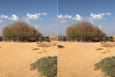 Penampakan Pohon Sahabi di Yordania, Tempat Rasulullah SAW Berteduh
