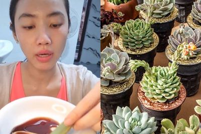 Momen Perempuan Makan Sukulen, Tanaman Hias yang Tak Disangka Rupanya Bisa Dimakan