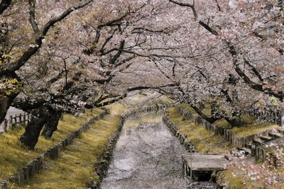 Waktu Terbaik Mengunjungi Jepang, Dijamin Bisa Lihat Bunga Sakura Mekar!