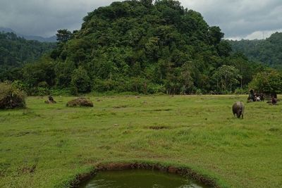 Keindahan Padang Savana di Kaki Gunung Rajabasa, Terhampar Luas Memukau Wisatawan