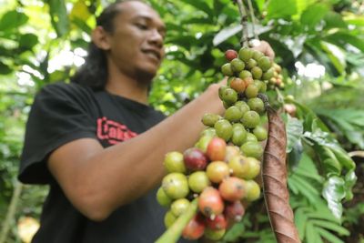 Sempat Mati Suri, Kopi Lawu Bangkit Kembali Sampai Diekspor ke Eropa dan Uni Emirat Arab