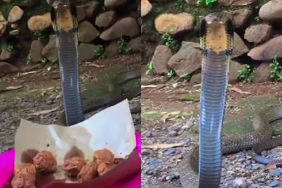 Buset! Lagi Ngemil Basreng, Pria Ini Mendadak Dihampiri Ular Kobra, Sikap Santuy Disorot