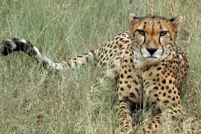 Mengenaskan! Gadis 19 Tahun di India Tewas dalam Diserang Macan Tutul