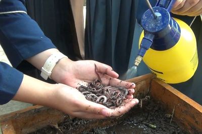 Cara Mudah Dapat Uang Sampingan dari Cacing dan Sampah, Udah Dibuktiin oleh Para Siswa Ini