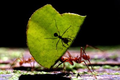 Berapa Sih Jumlah Semut yang Ada di Dunia? Intip Jawabannya di Sini!