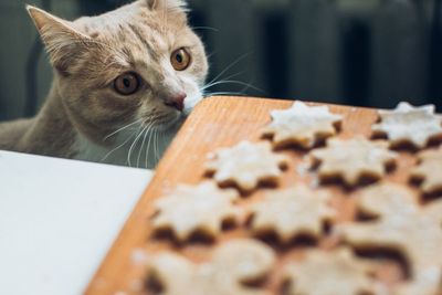 Yummy! Ini 10 Merk Makanan Kucing yang Bagus dan Bernutrisi