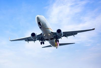 10 Maskapai Ini Izinkan Bawa Hewan Peliharaan, Salah Satunya Turkish Airlines