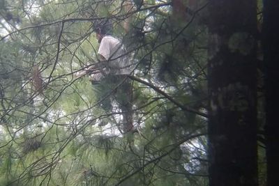 Heboh! Pria Ini Berhari-hari Nangkring di Atas Pohon Pinus, Gak Mau Makan Sampai Lemas