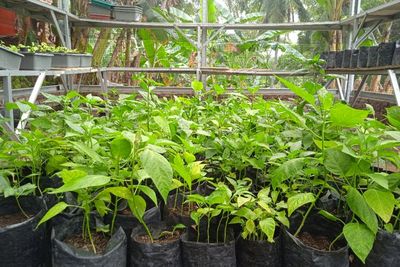 Lahan Tidur Penghasil Cuan, Bikin Emak-emak di Cilegon tetap Produktif