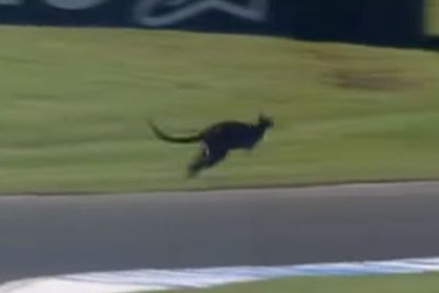 Kejadian Unik! FP1 MotoGP Australia Kedatangan Kanguru yang Masuk ke Lintasan