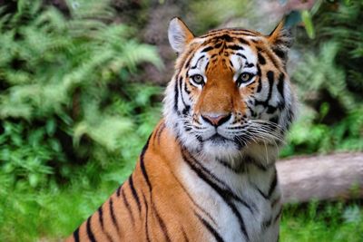 13 Orang Tewas Telah Dibunuh oleh Harimau di India, Kini Sudah Direhabilitasi