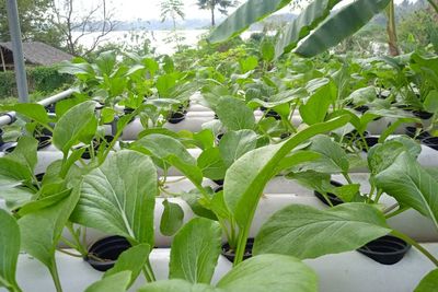 Lahan Tidur Penghasil Cuan, Bikin Emak-emak Cilegon Tetap Produktif dan Tersenyum Bahagia