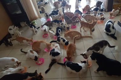 Miaw! Di Rumah Singgah Clow Ribuan Kucing Telantar Dirawat Penuh Cinta