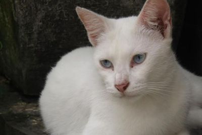 Cat Lovers Wajib Tahu! Ini 12 Fakta Unik Kucing yang Jarang Diketahui