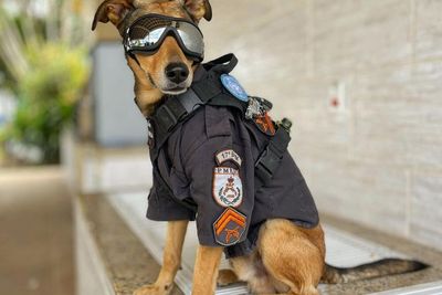 Gemes! Anjing Polisi di Brasil Jadi Selebritis Instagram