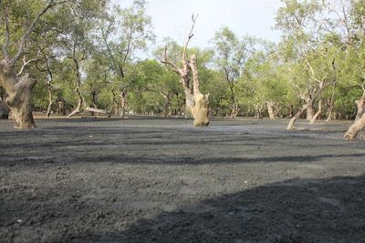 Dibalik Keunikan Pantai Pasir Hitam Ini Ada Sosok Wanita Cantik Bermahkota, Siapa Dia?