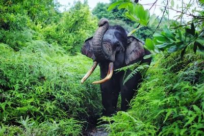 Taman Nasional Ini Memilki Spesies Tanaman Langka dan Tertinggi di Dunia, Minat Datang?