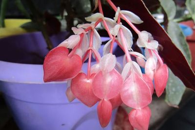 Mitos Tanaman Begonia, Konon Bisa Membawa Keberuntungan Bagi yang Menanamnya di Rumah!