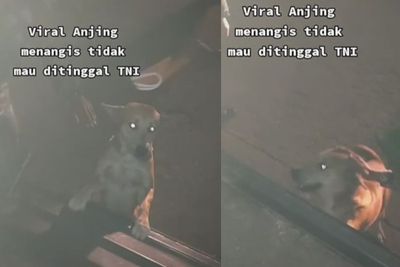 Sedih! Video Anjing Menangis Tak Mau Ditinggal Anggota TNI, Ikut Mengejar Sambil Melolong