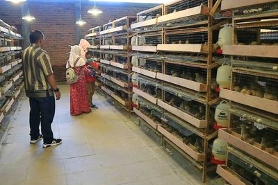 Wisata Panen Telur Puyuh, Sensasi Baru Menikmati Lembang dengan Cara Enggak Biasa