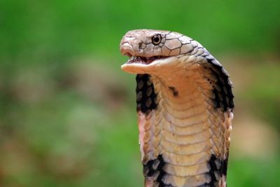 Ular King Cobra Lepas, Kebun Binatang di Swedia Tutup Sementara