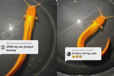 Viral Penampakan Lele Berwarna Emas, Ditawar Rp5 Triliun Pemilik Ogah Jual, Settingan?